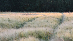 Kornfeld_im_sonnenuntergang_©_Bernhard_Plank.jpg