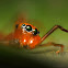 Ant-mimic Jumping Spider