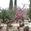 Pink flower tree