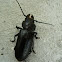Common Black Beetle