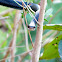 Black Racer