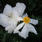 Matilija Poppy