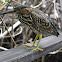 Striated Heron