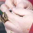 White-Throated Sparrow