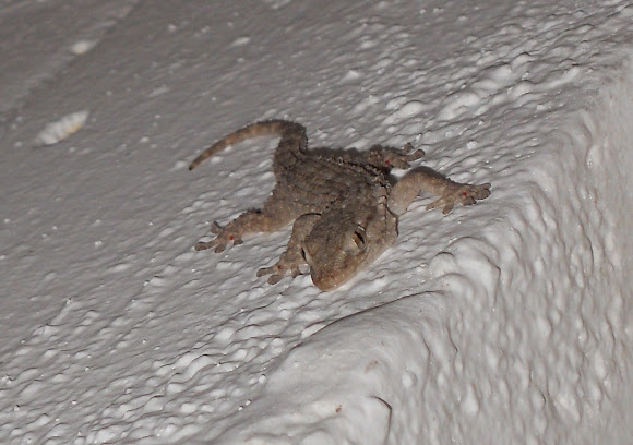 Spotting Image 1