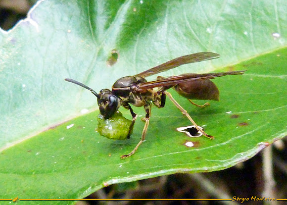 Spotting Image 1