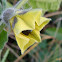 Capucha (Physalis)