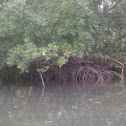 mangrove tree