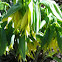 Sessile Bellwort, wild oats
