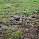 Spotted Towhee