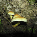 Sulphur tuft