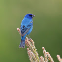 Indigo Bunting