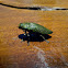 Jewel Beetle