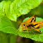 Greenish Palm Dart