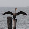 Double-crested Cormorant