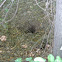 Animal Den