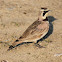 Horned Lark