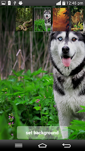 How to download Forest Clock Live Wallpaper patch 1.0 apk for android