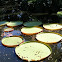 Giant Water Lily
