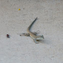 Whiptail