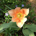 Peach Tulip