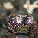 'Alamihi crab