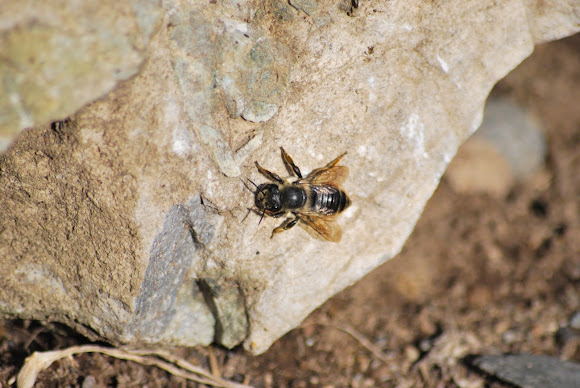 Spotting Image 1