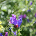 Purple Viper's Bugloss