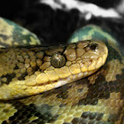 Common boa Boa constrictor