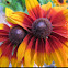 Black-eyed Susan