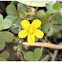 Oxalis.