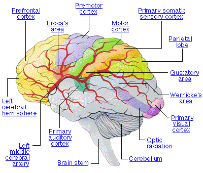 [ama_brain_stroke_lev20_thebraineffectsstroke_01[5].gif]