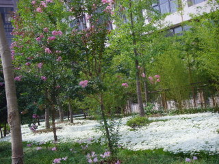 flower, 花, 浙江林学院