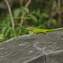 Green Anole