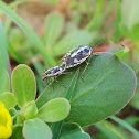 bug