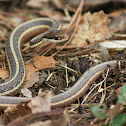 Eastern Ribbon Snake