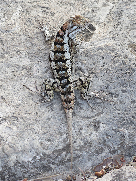 Spotting Image 1