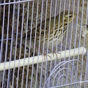Olive-backed Pipit  樹鷚