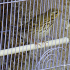 Olive-backed Pipit  樹鷚