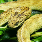 Atheris