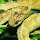 Atheris