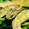 Atheris