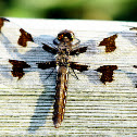 Common Whitetail Dragonfly