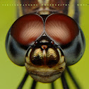 The White-faced Meadowhawk
