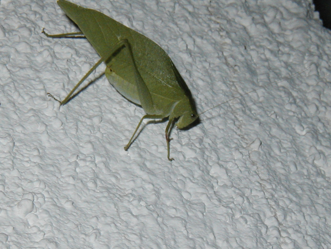 Greater angle-wing katydid