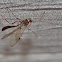 Ichneumon wasp