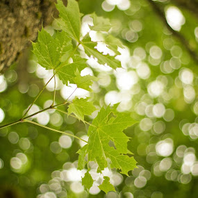 Can branch.. Be more than a tree? by James Realmwalker Johansson - Nature Up Close Trees & Bushes