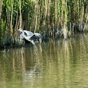 Grey Heron
