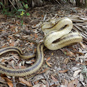Yellow Rat Snake