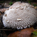 Parasol Mushroom